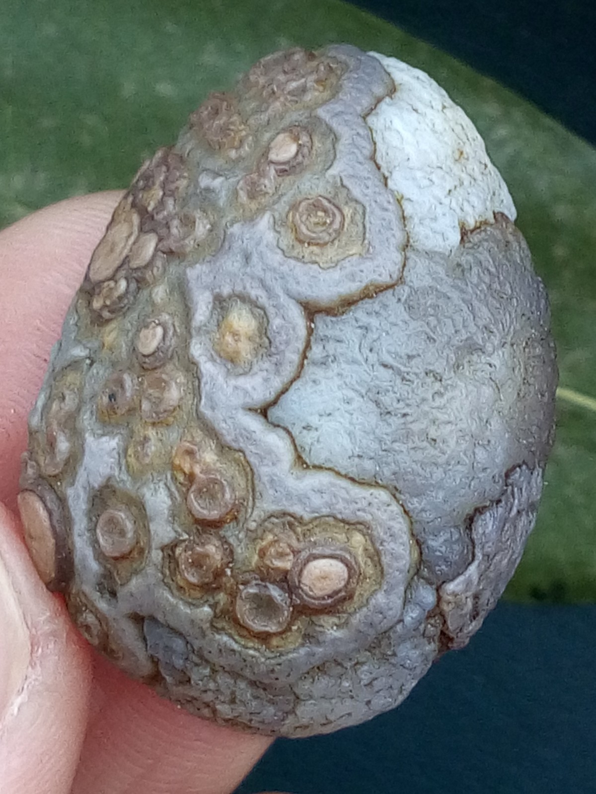 12g/36mm Natural GoBi Agate eye agate/stone cute collection
