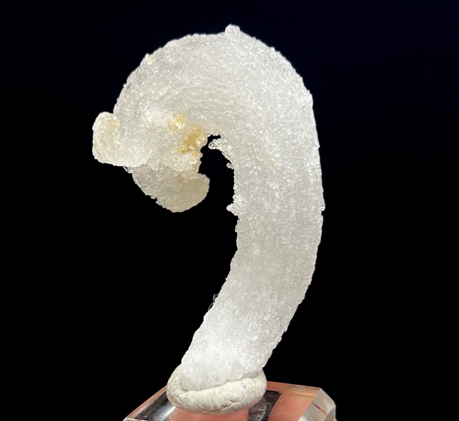 62mm ‘Ram’s Horn’ shape Selenite (Gypsum), Natural Mineral Specimen