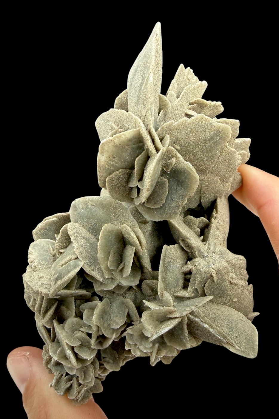 Gypsum Var. Sand Selenite Crystals : Dhahran . Eastern Prov., Saudi Arabia 🇸🇦