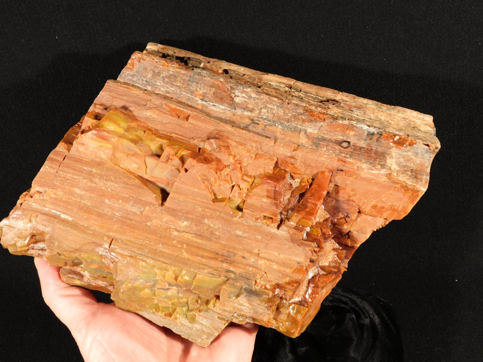 Nice BARK! Big Polished Petrified RAINBOW WOOD Fossil Arizona 2595gr
