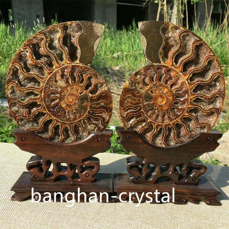 1pc Natural ammonite fossil conch Crystal specimen healing Home decoration+stand
