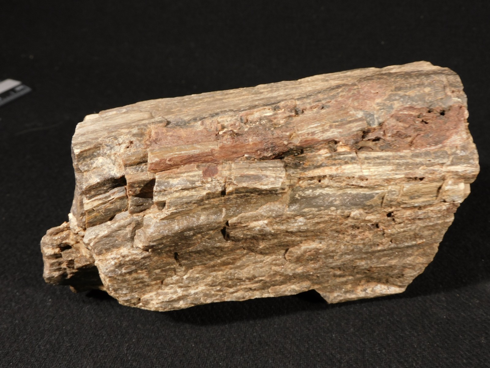 Well Defined BARK! Big 100% Natural Petrified Wood Fossil Jurassic Utah 1740gr