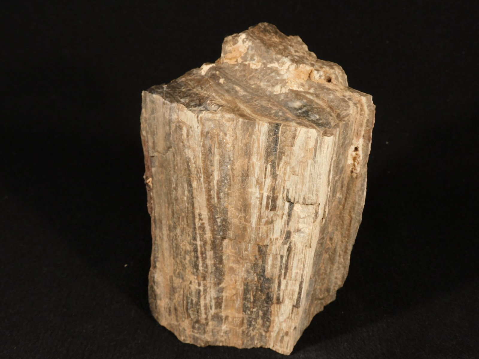 Well Defined BARK! Big 100% Natural Petrified Wood Fossil Jurassic Utah 1740gr