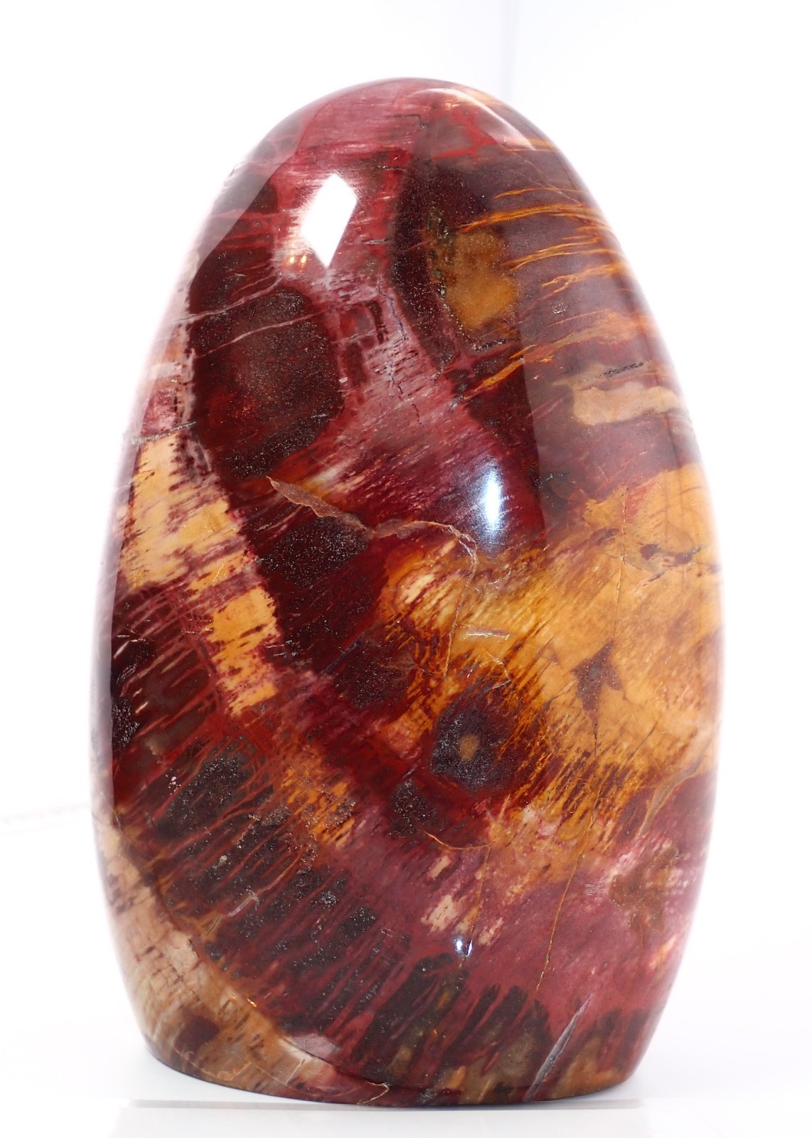 LARGE PETRIFIED RAINBOW WOOD POLISHED FREE-FORM, 7 INCHES TALL – 5 lb. 3oz