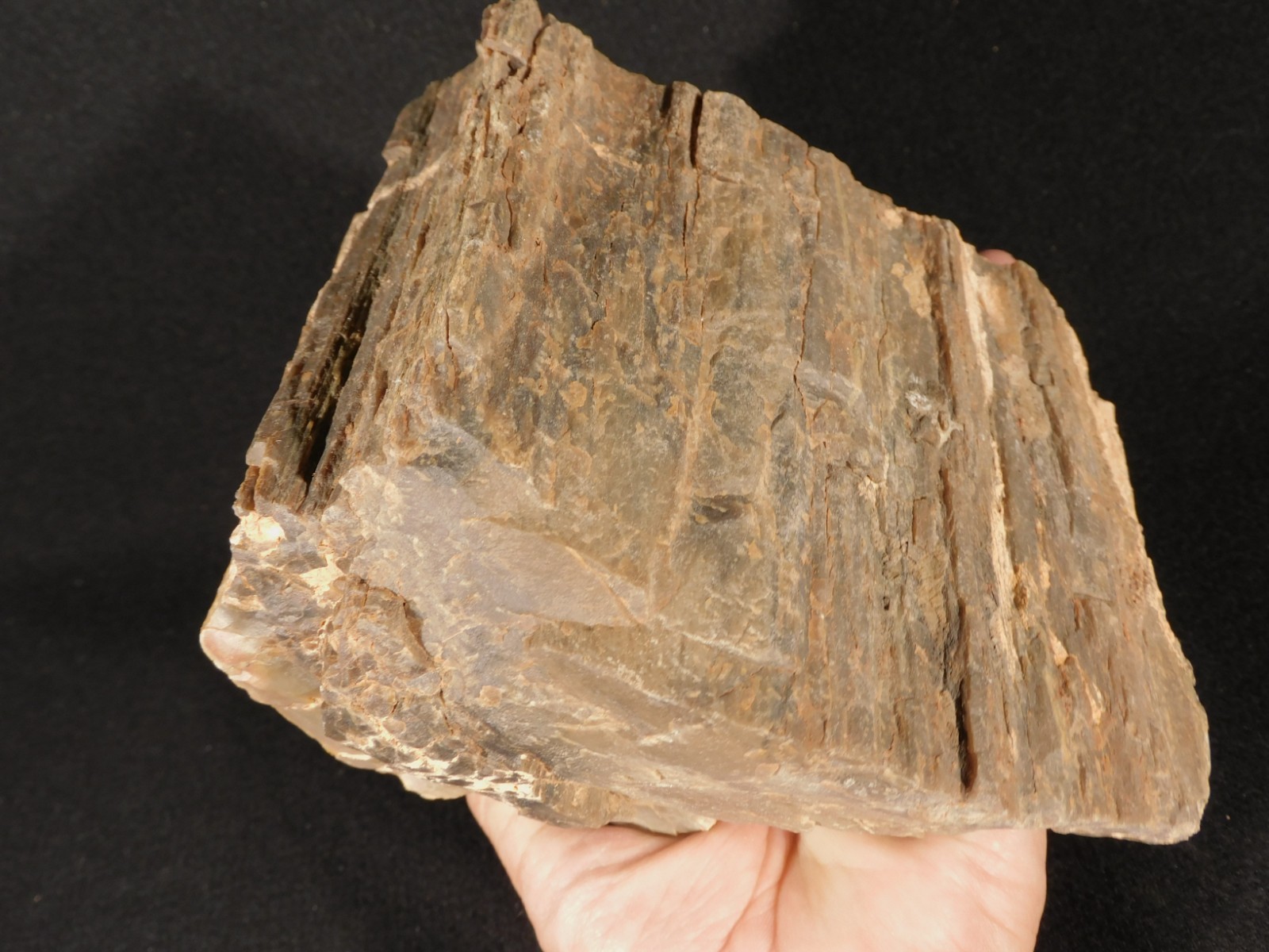Nice BARK! Big Petrified WOOD Fossil From JURASSIC Utah 2200gr