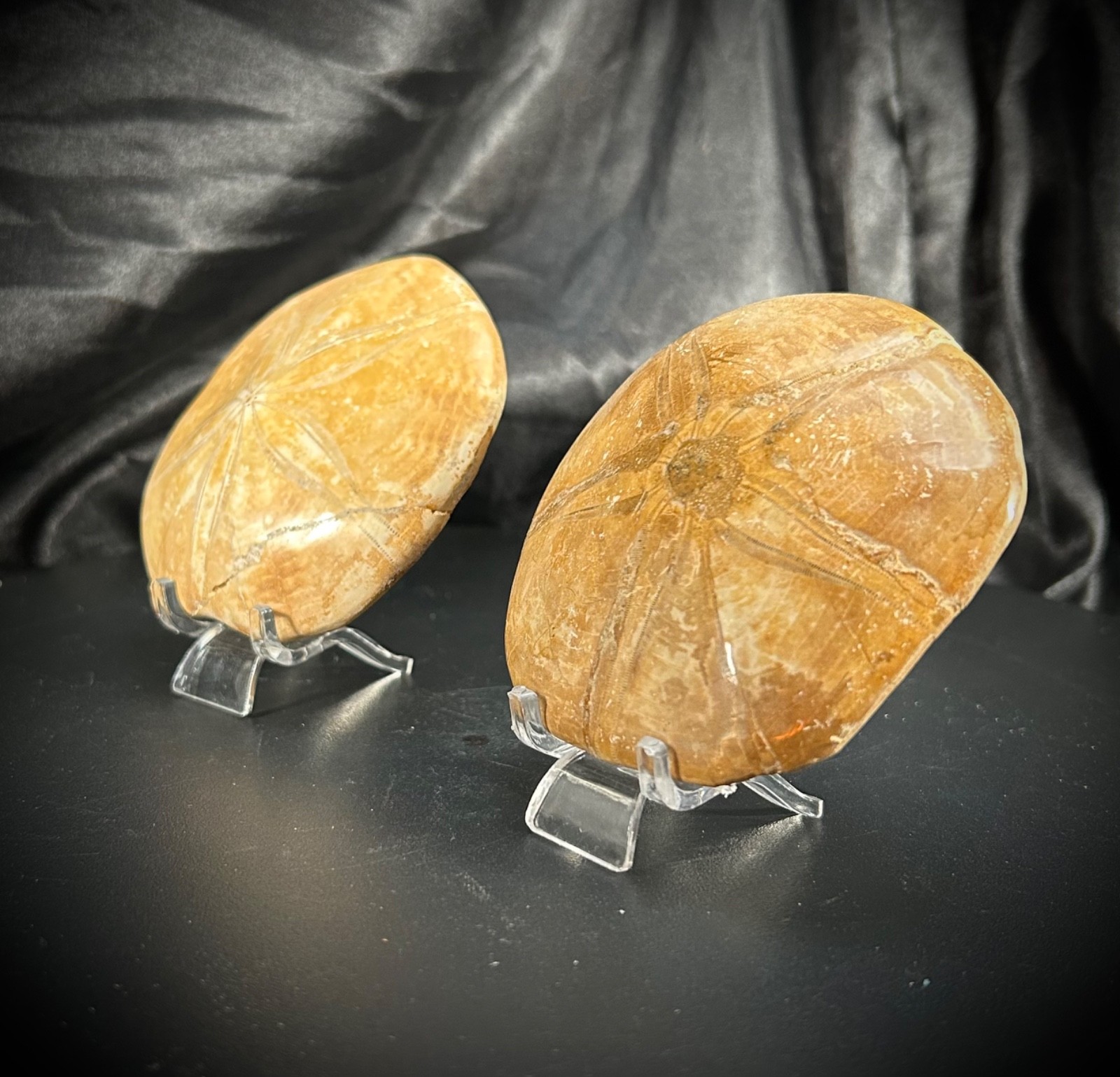 2 Fossil Echinoid Sand Dollars With Acrylic Stands (292 Grams)