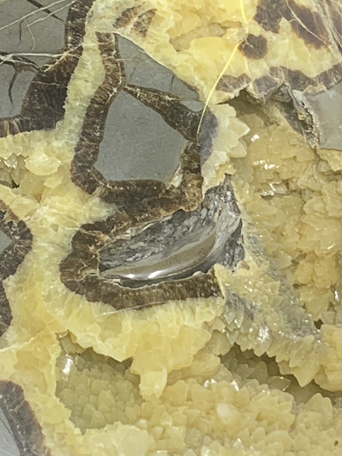 Septarian Nodule Hollow Half ( Utah)fossils And Description Card