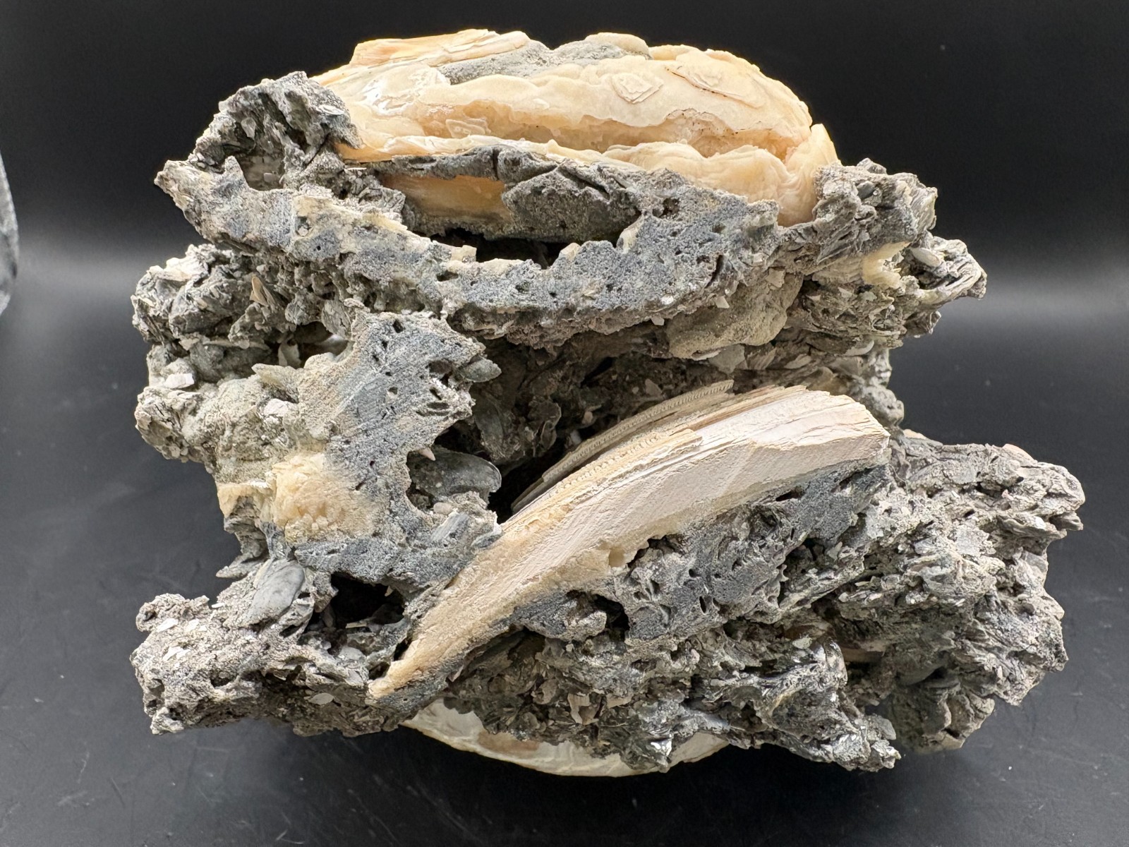 Premium Calcite Clam Fossil Cluster 8″ in Matrix – Cut Display Base – OTS