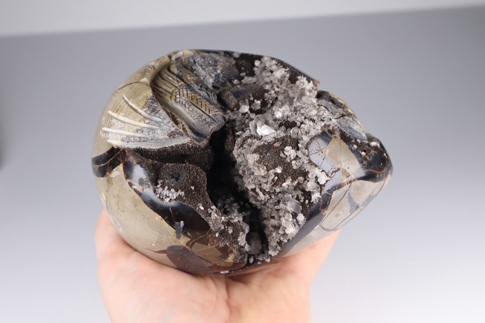 Huge Septarian Dragon Egg 4.3lb Calcite Crystal Cave Fossil Shell Display Stone
