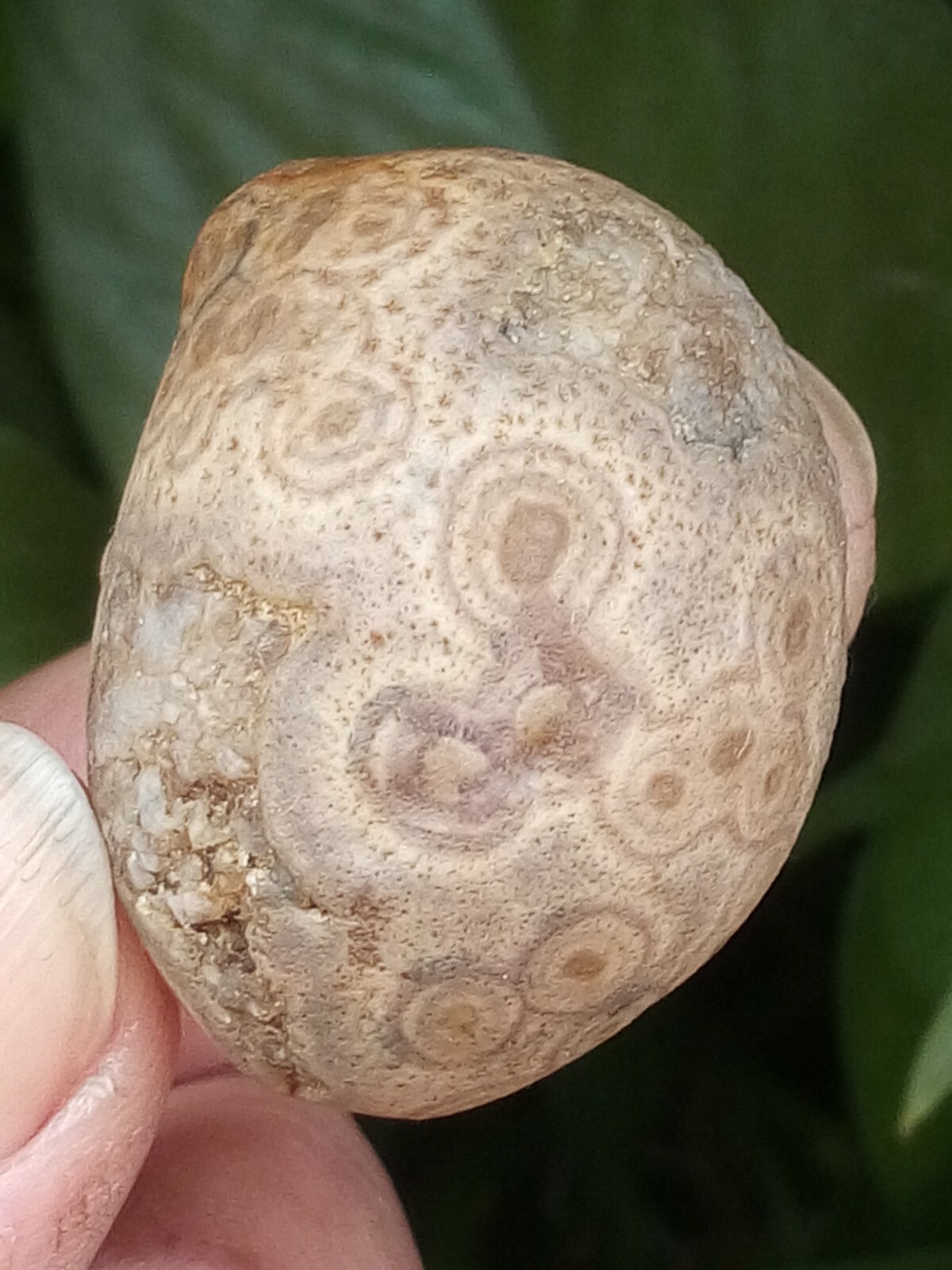 36mm Natural GoBi agate eye agate stone collection china