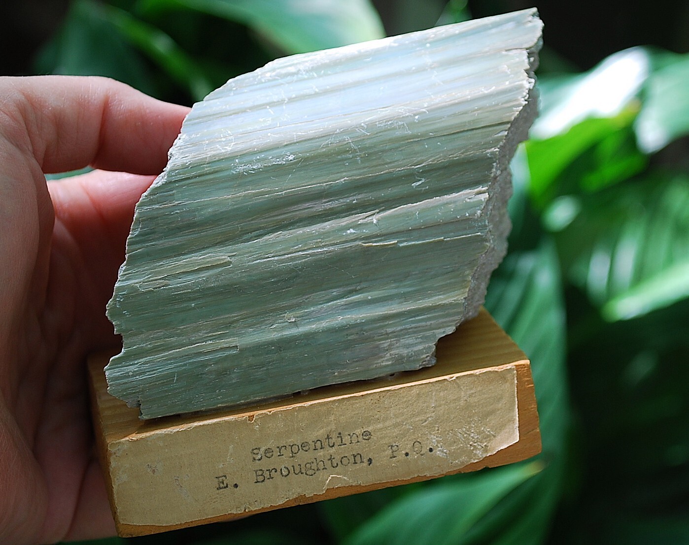 Natural GREEN SERPENTINE STONE Mineral MUSEUM NMBR SPECIMEN Quebec MOUNTED 4.25″