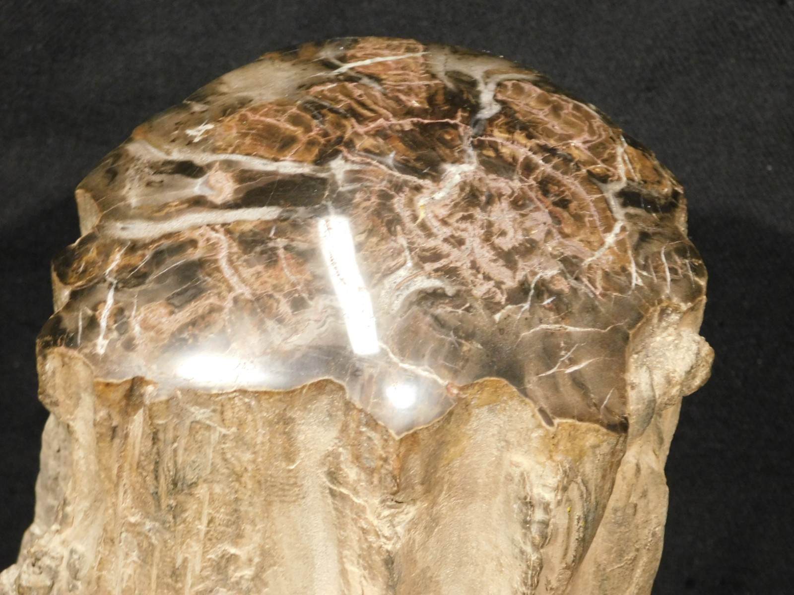wOw! HUGE Dome Polished Petrified WOOD ROLLER Fossil Free Standing Arizona