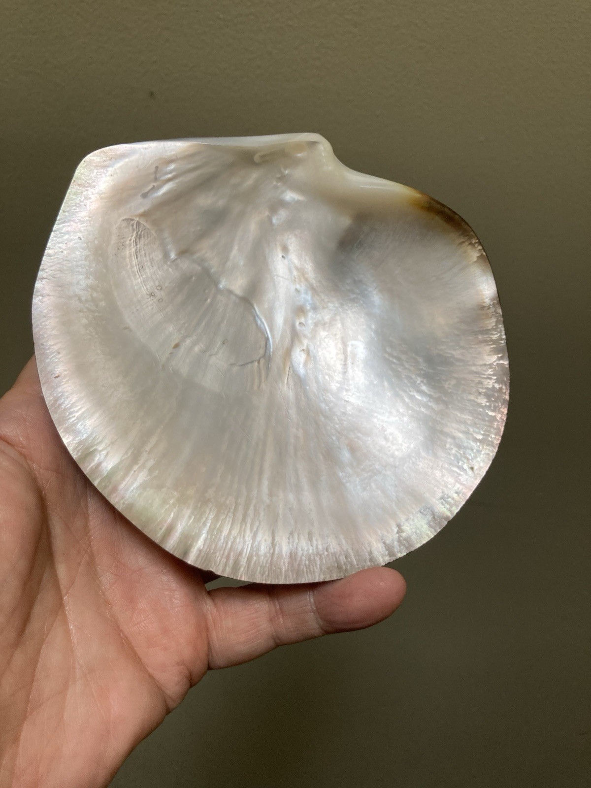Rare Pinctafe Margaritifera , Pearl Shell, Black Lipped Pearl, 5.25” X 5”, 75 G