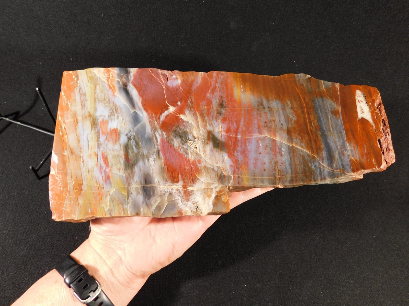 Nice BARK! BIG Polished Petrified RAINBOW WOOD Fossil Arizona 2313gr