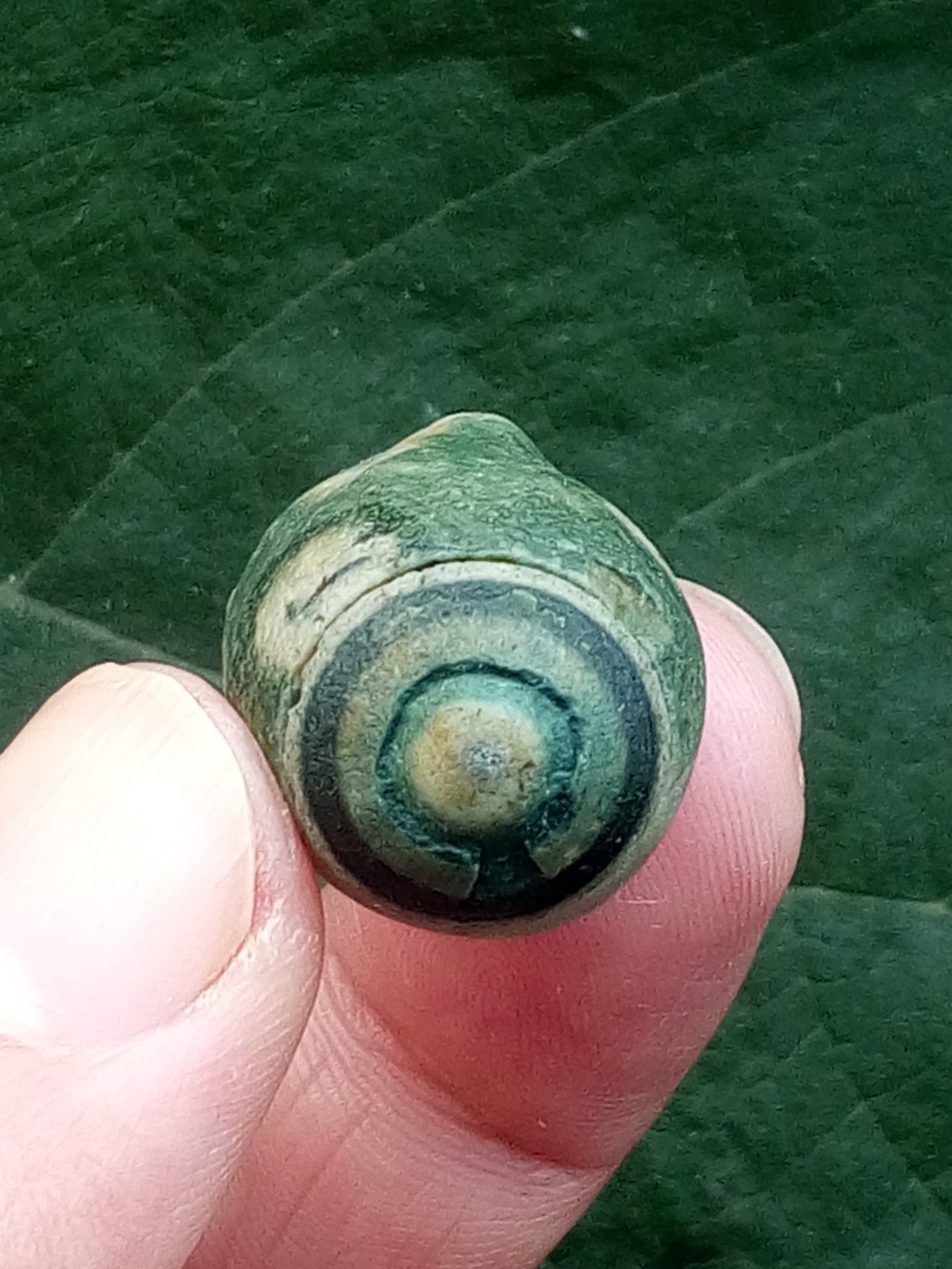 36mm Natural Gobi agate eye agate stone Suiseki-viewing collection china