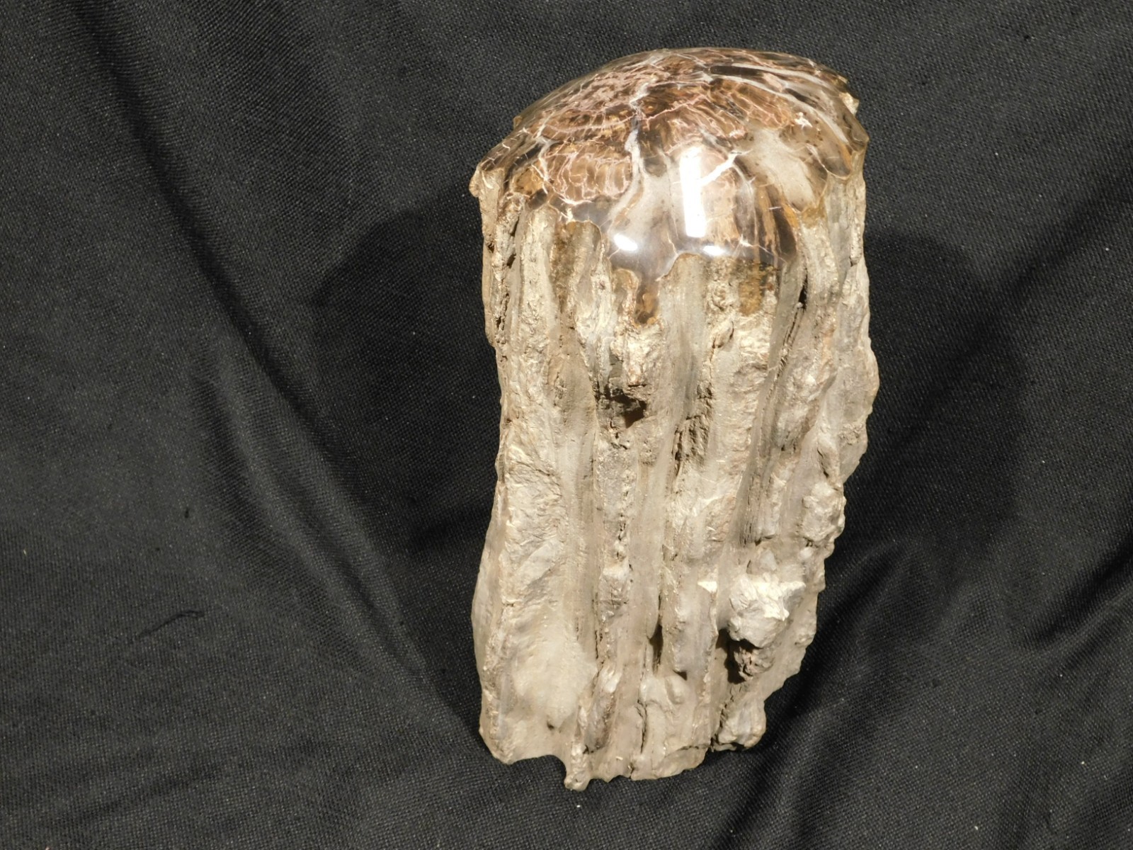 wOw! HUGE Dome Polished Petrified WOOD ROLLER Fossil Free Standing Arizona