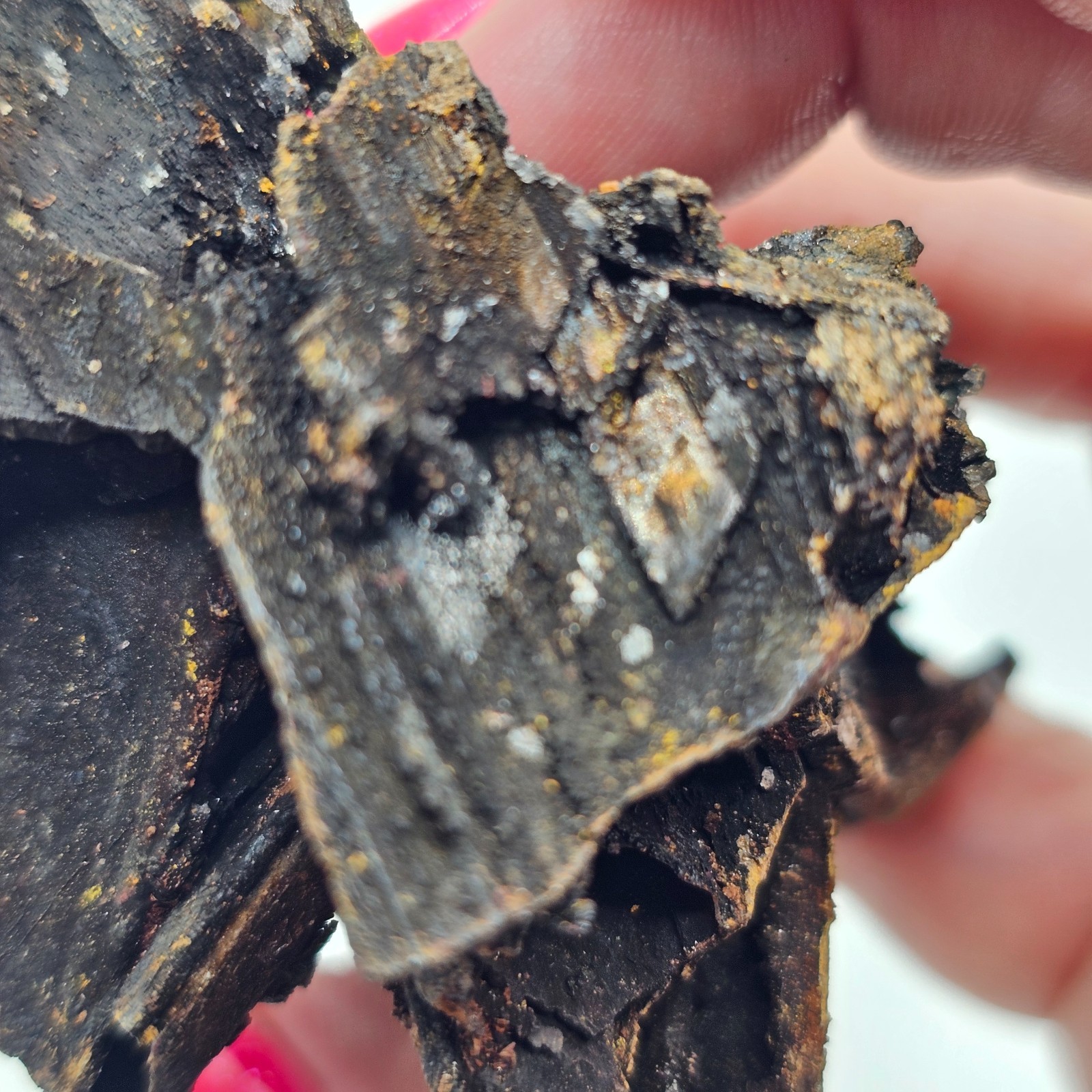 Goethite and Limonite Epimorphs of Gypsum Selenite Santa Eulalia, Mexico
