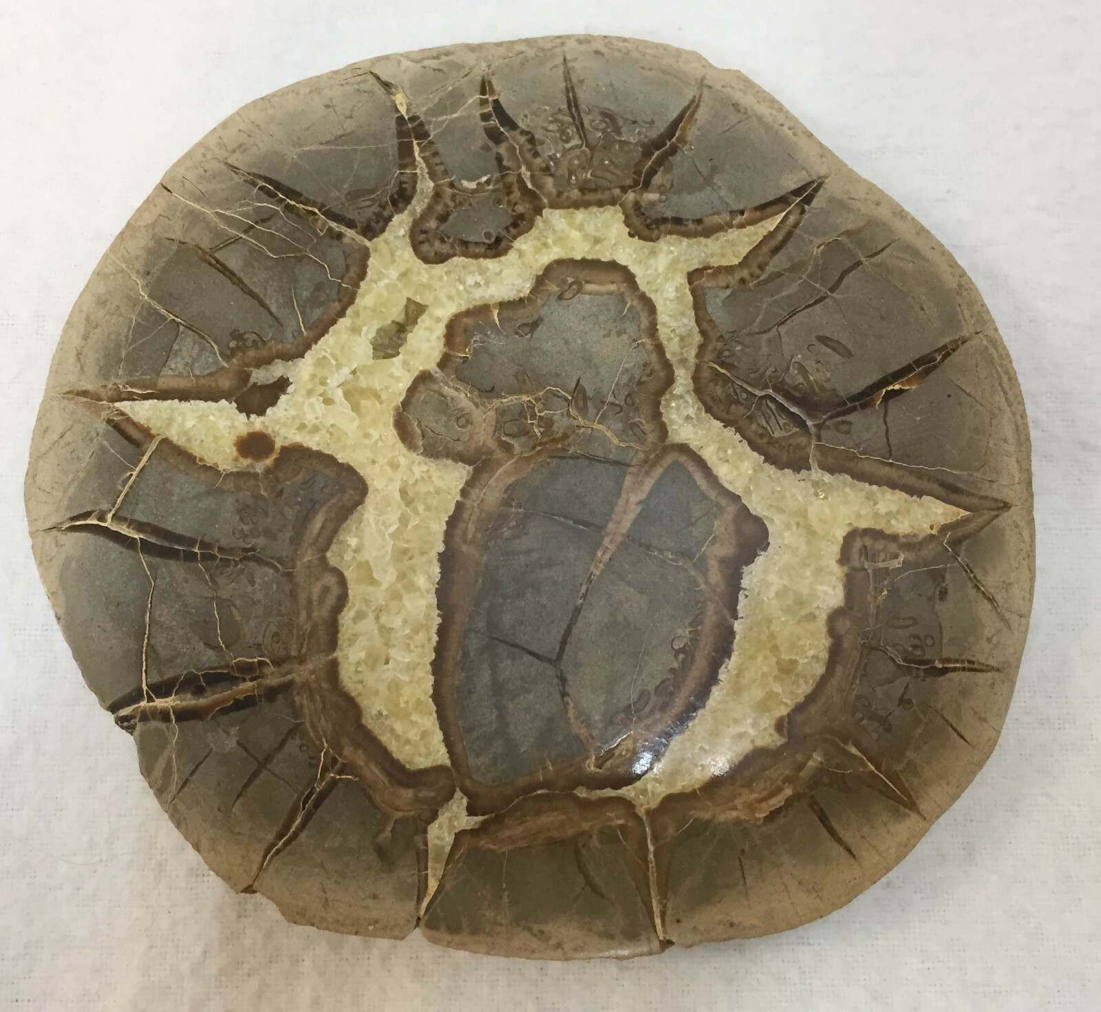 Septarian Nodule Slice Slab Stone Rock Mineral Utah Specimen Yellow Crystals 4″