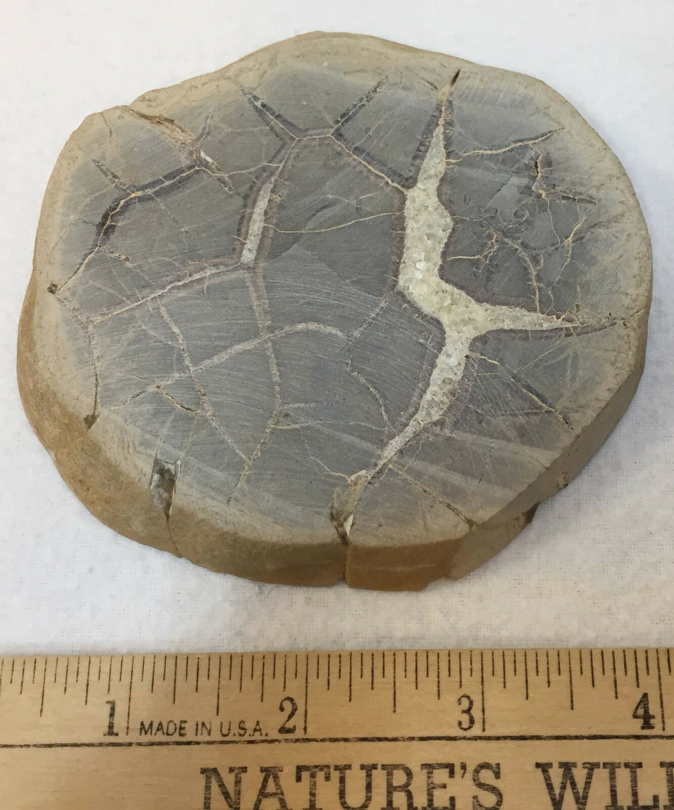 Septarian Nodule Slice Slab Stone Rock Mineral Utah Specimen Yellow Crystals 4″