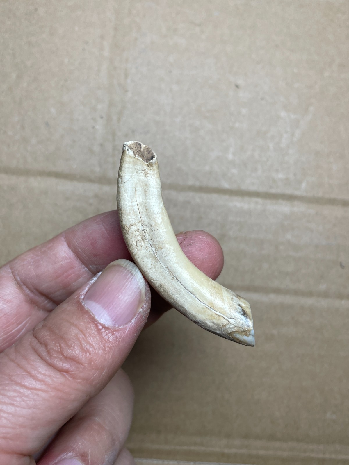 5 pieces Beautiful Ice Age tooth collection