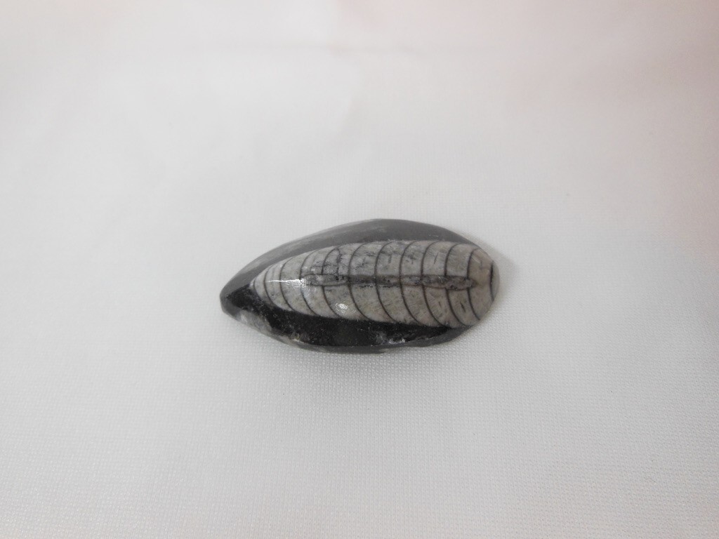 Orthoceras Fossil / Morocco / Polished / Nice Detail