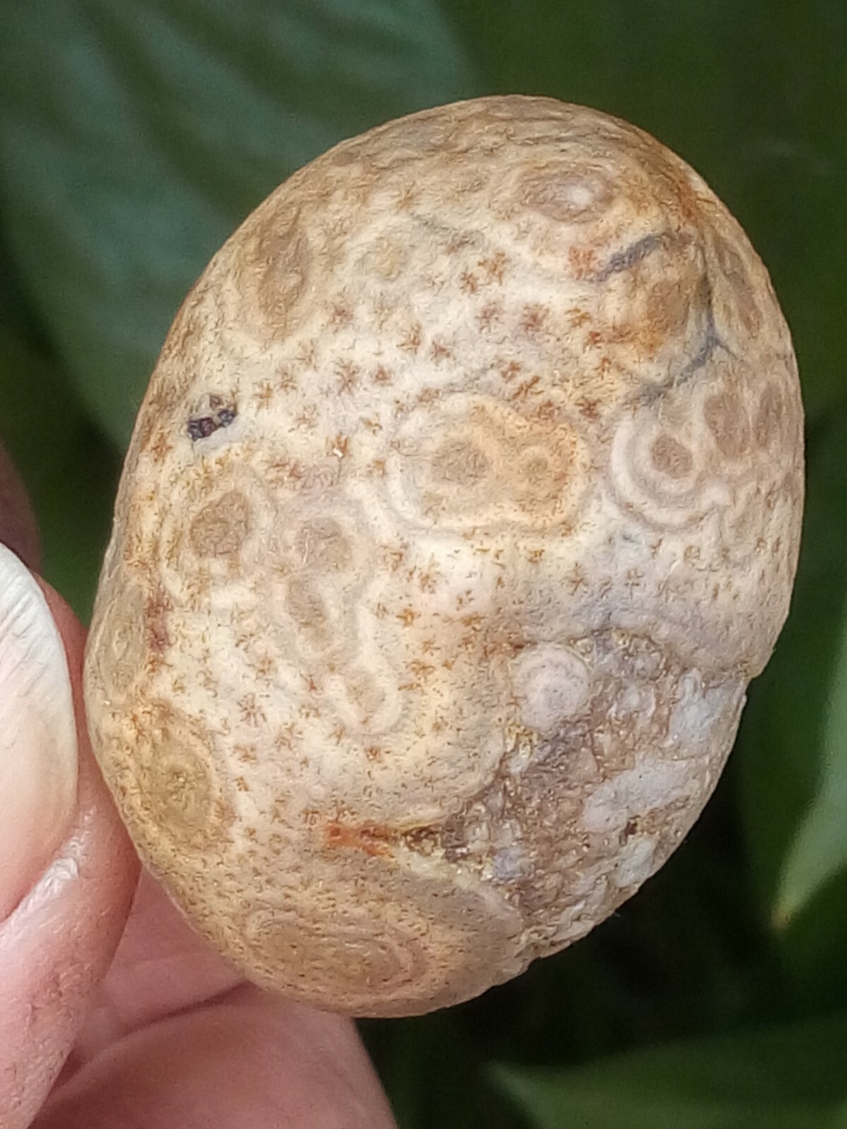 36mm Natural GoBi agate eye agate stone collection china