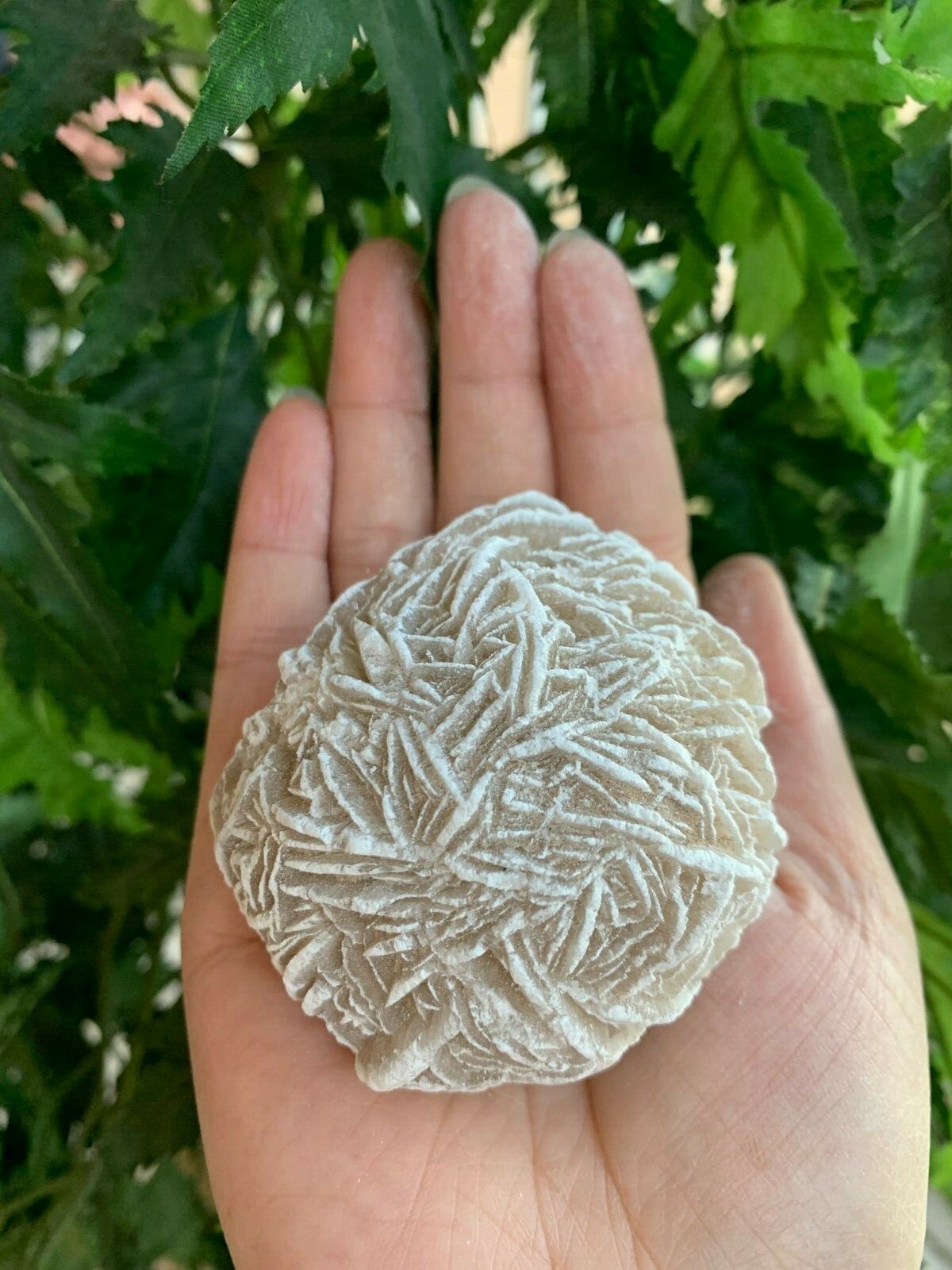 Extra Large Desert Rose Selenite, 1.5-4 Inches Desert Gypsum Rose, Pick a Size