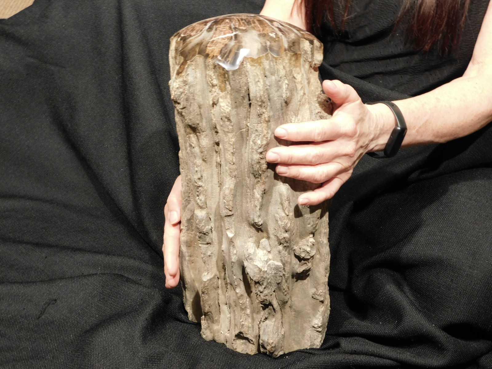 wOw! HUGE Dome Polished Petrified WOOD ROLLER Fossil Free Standing Arizona