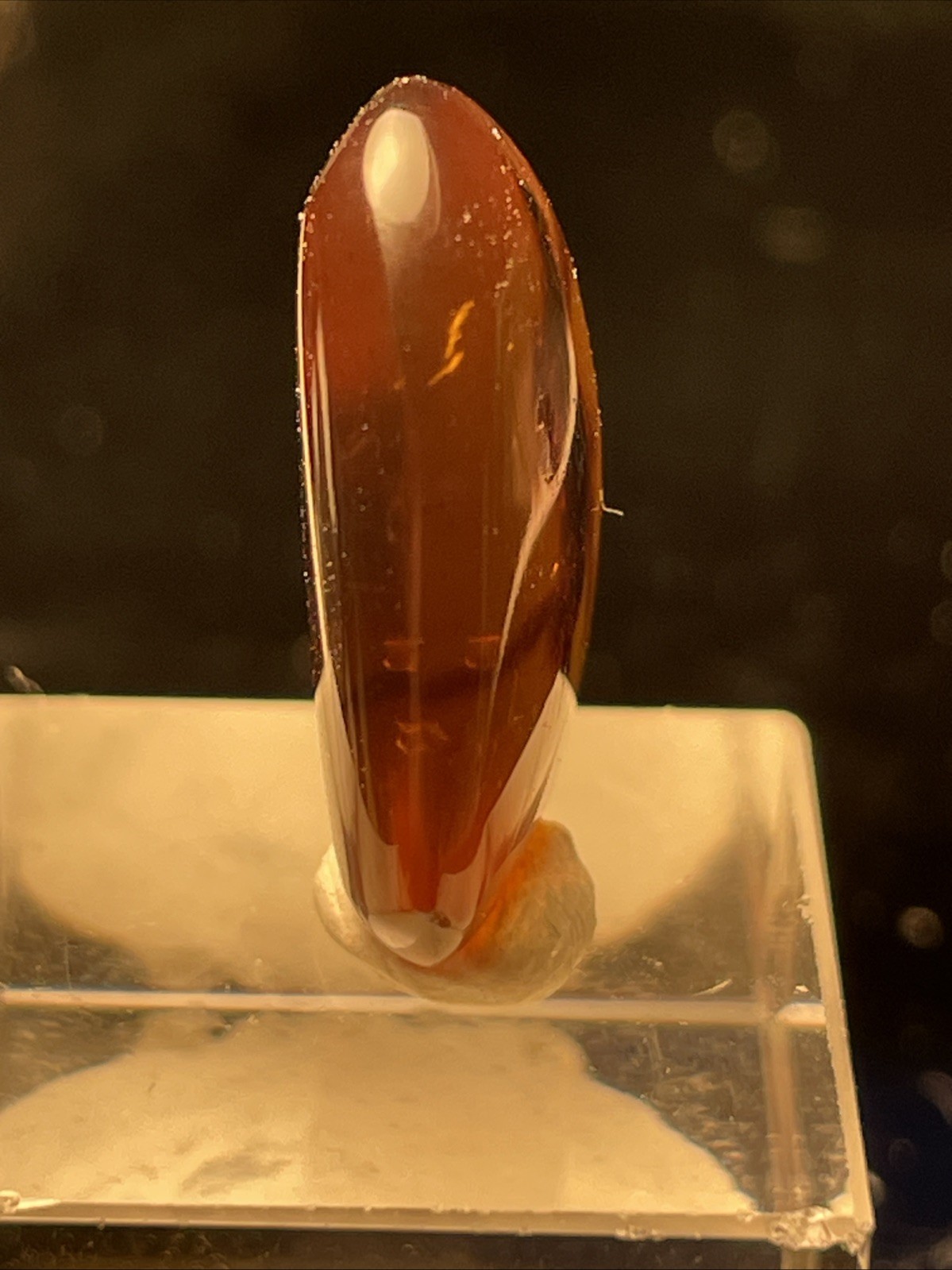 UNIQUE FOSSILIZED SPIDER IN AMBER FROM MYANMAR