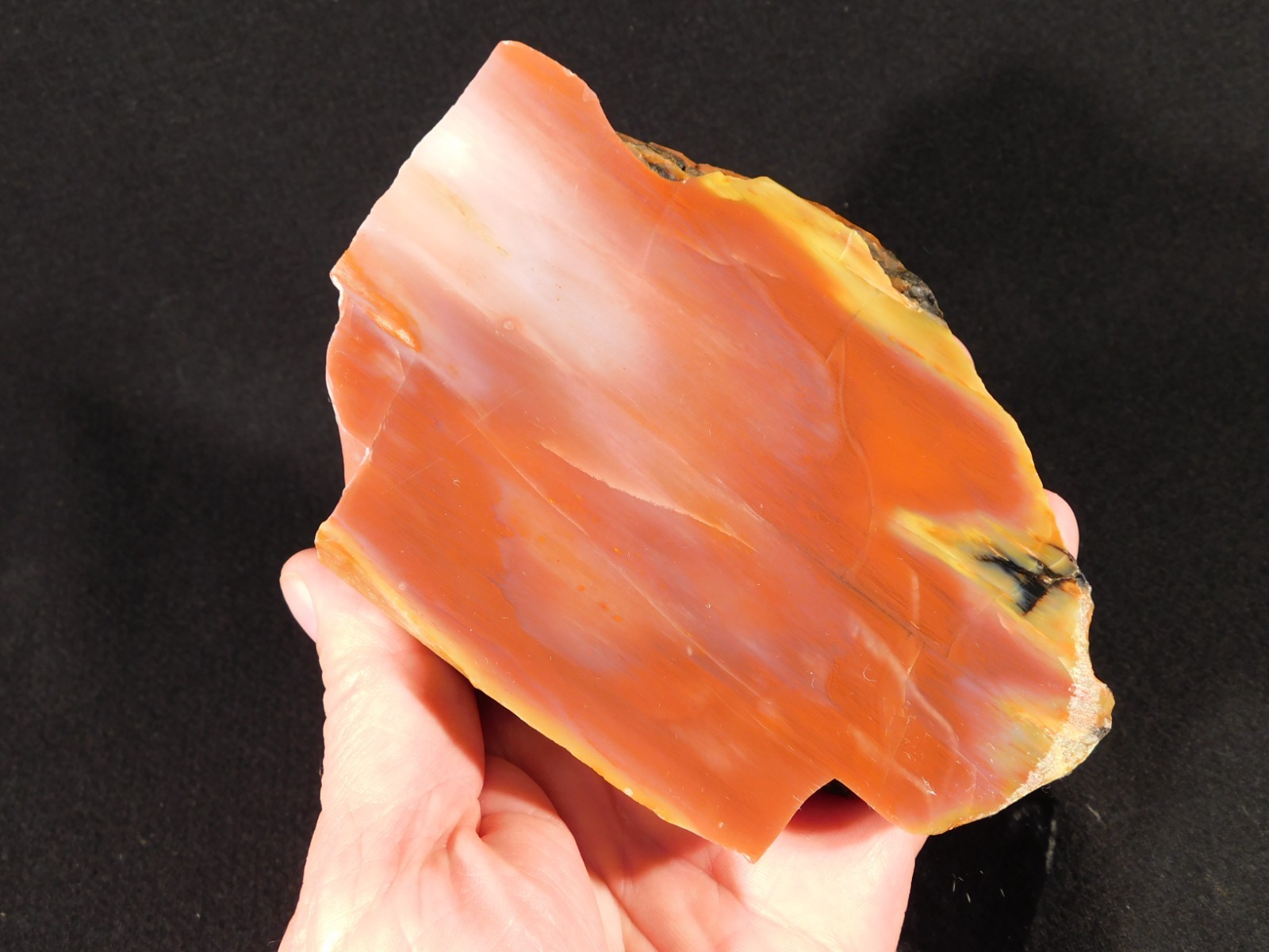 Larger! Red Purple Yellow Polished Petrified RAINBOW WOOD Fossil Arizona 959gr