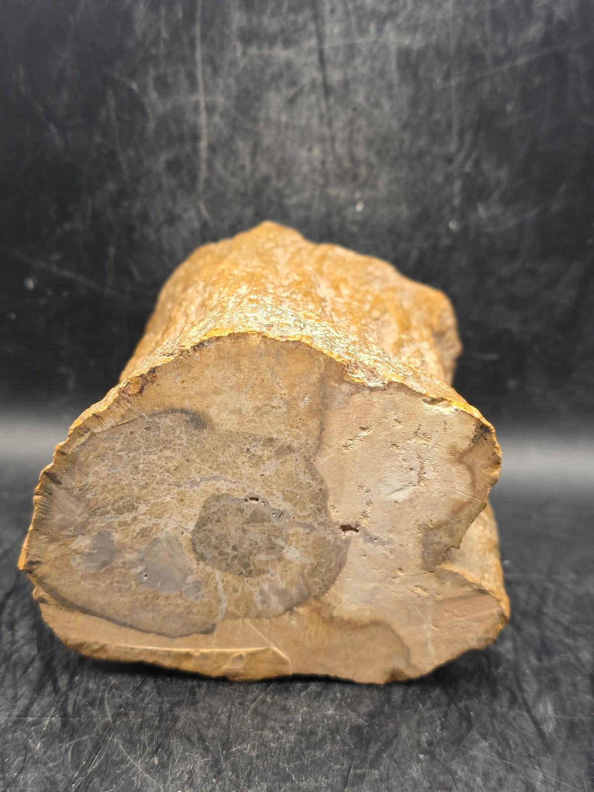 Petrified wood trunk! 1.15 pounds, 3.5 inches tall, 3.3 inches wide