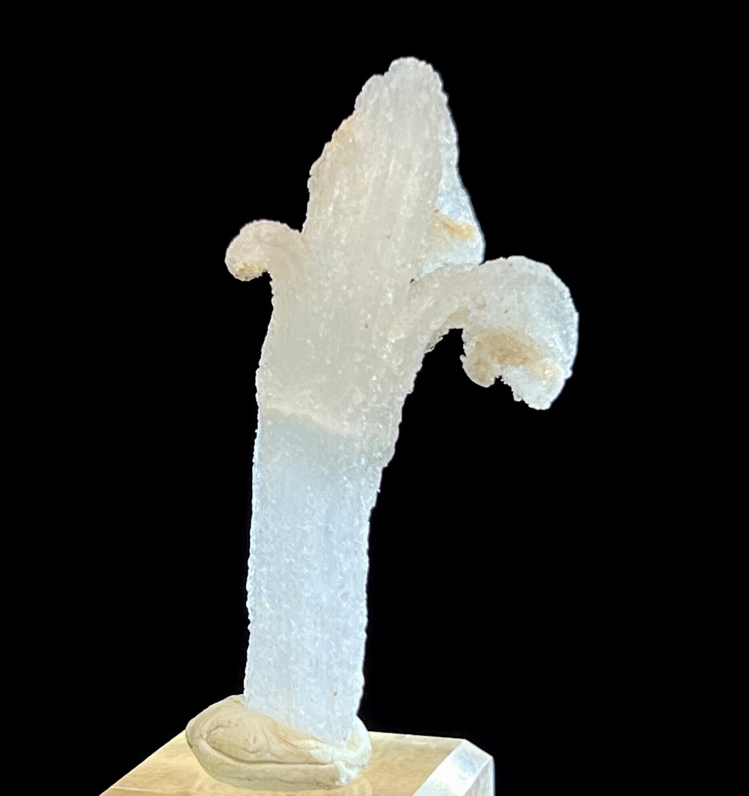 59mm ‘Ram’s Horn’ shape Selenite (Gypsum), Natural Mineral Specimen