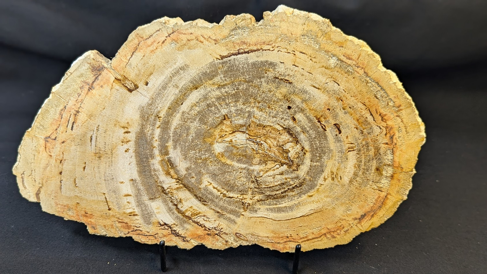 Petrified Wood Large Decorative Crystal Slice ≥12.0″ & over 2.0 lb (Item #6)