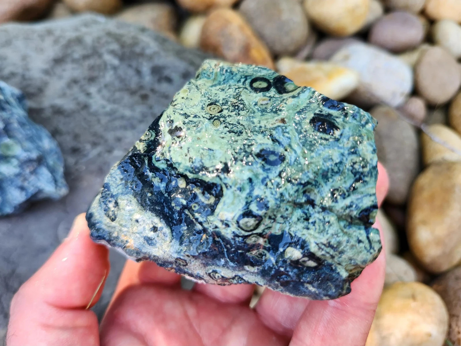 4.5 lbs Kambaba “Crocodile” Jasper – 5 Pieces – Ideal for Lapidary or Tumbling
