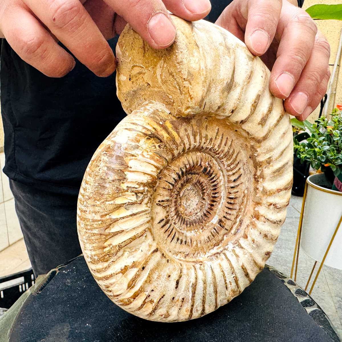 5.25LB Rare Large Natural Polished Natural Conch Fossil Specimens of Madagascar
