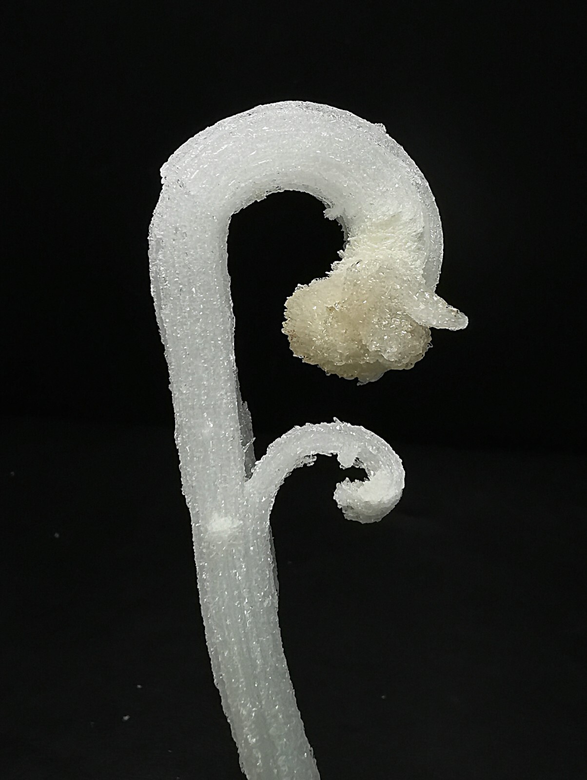 50gNatural ‘Ram’s Horn’ shape Selenite (Gypsum), Natural Mineral Specimen