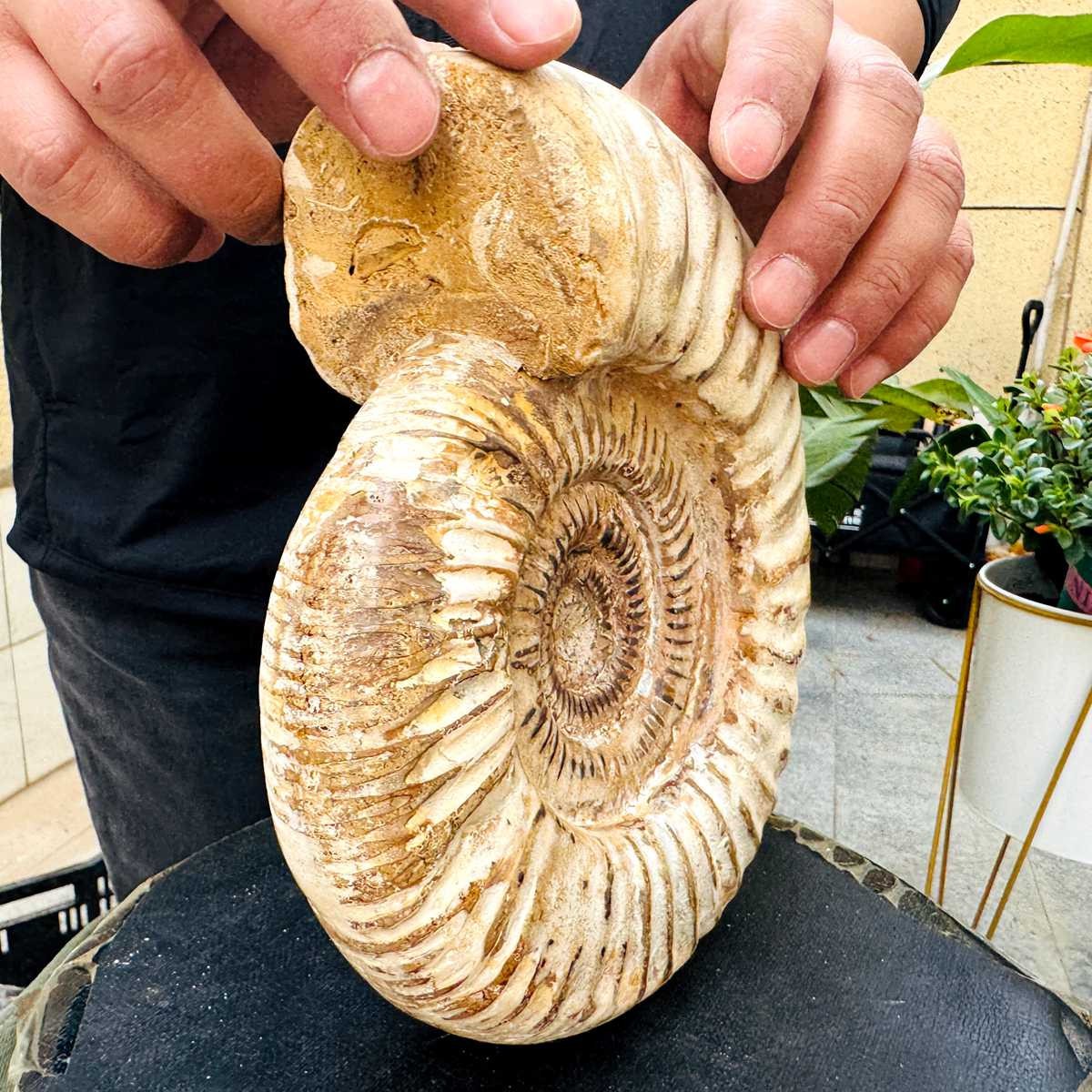 5.25LB Rare Large Natural Polished Natural Conch Fossil Specimens of Madagascar