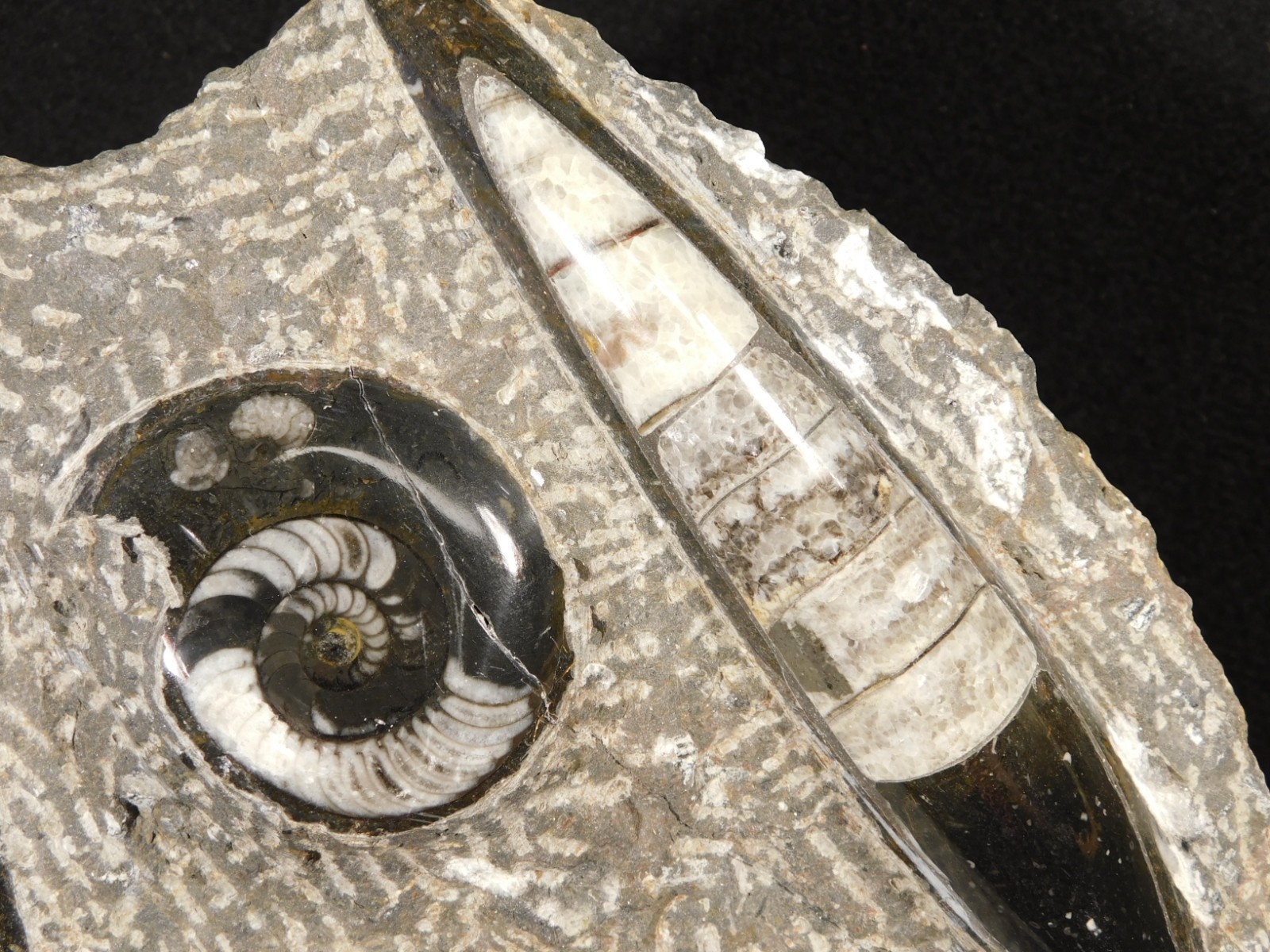 Polished Goniatite and Orthoceras Fossils in Big FREE Standing Matrix! 1686gr