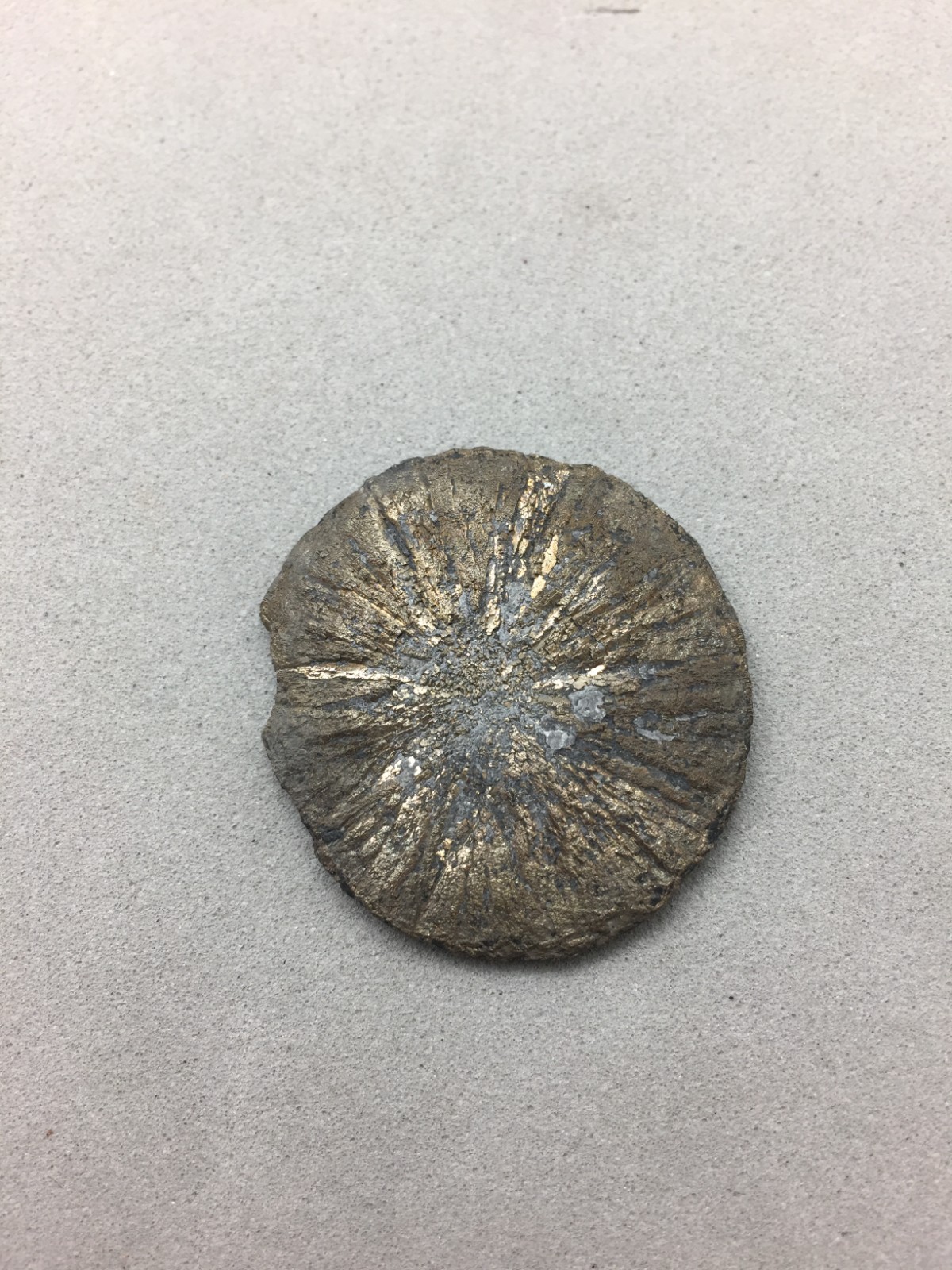 Pyrite Sun Miners Dollar 1 1/4″ Southern Illinois Coal Mine Mineral Specimen IL