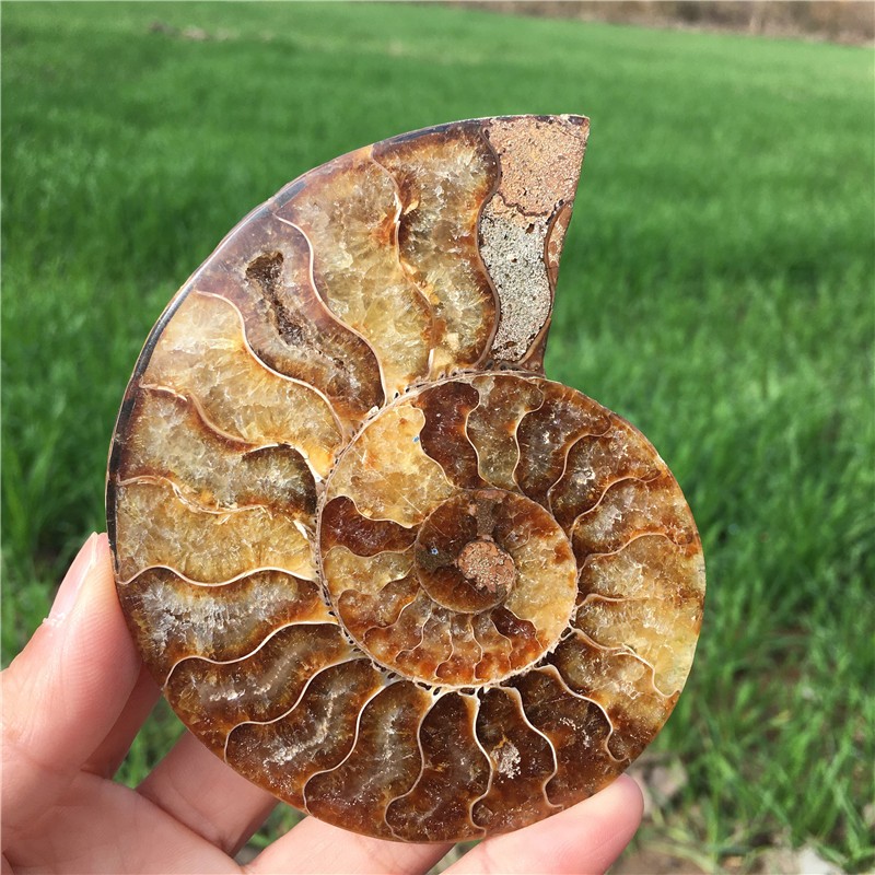 200g+ Top! Natural Ammonite Fossil Conch Crystal Specimen Healing+stand 1PC