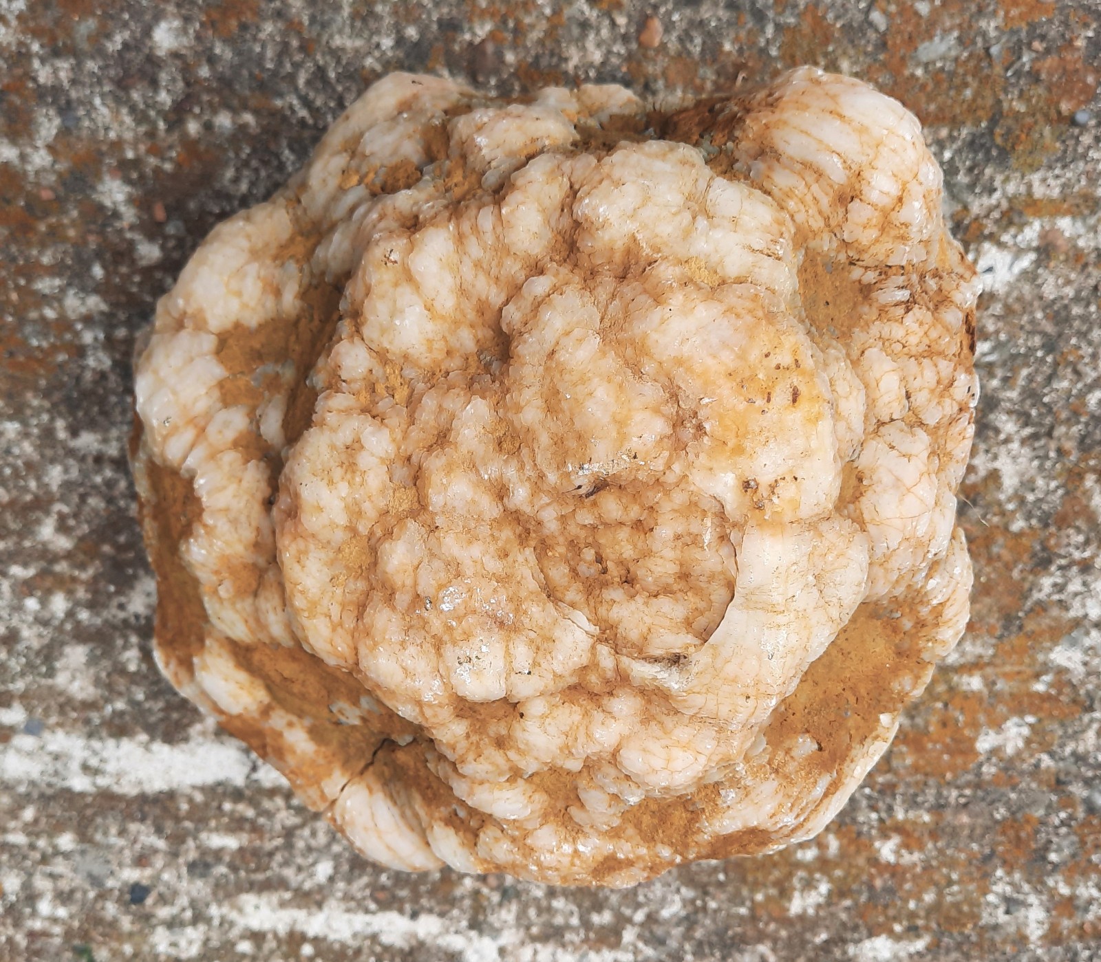 5.5″ Kentucky Chalcedony Geode. Quartz, Natural Opening and Beautiful Color.