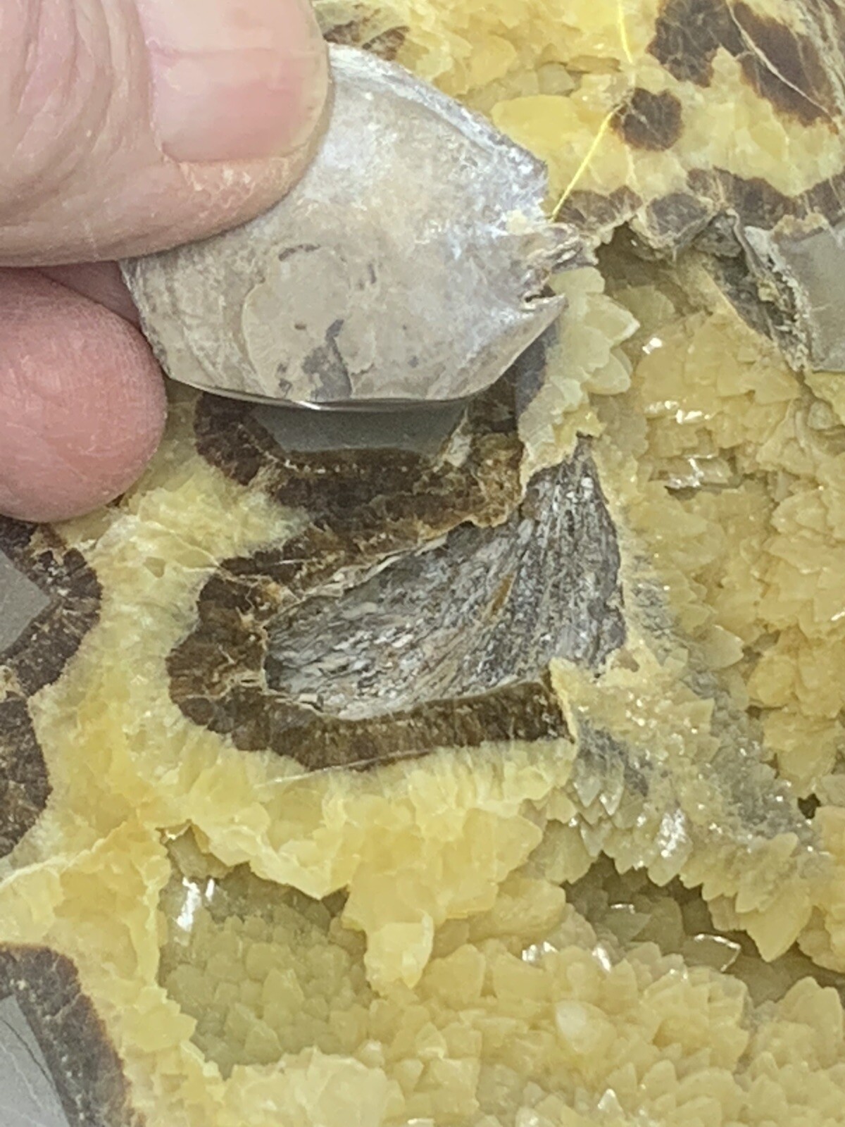 Septarian Nodule Hollow Half ( Utah)fossils And Description Card