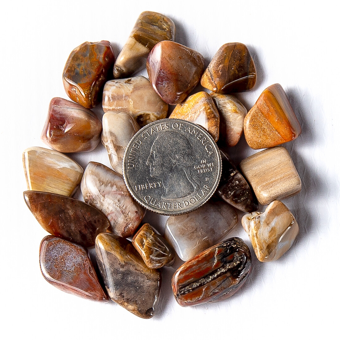 1 lb Tumbled Gemstone Collection Sodalite Picture Jasper Petrified Wood Bulk Gem