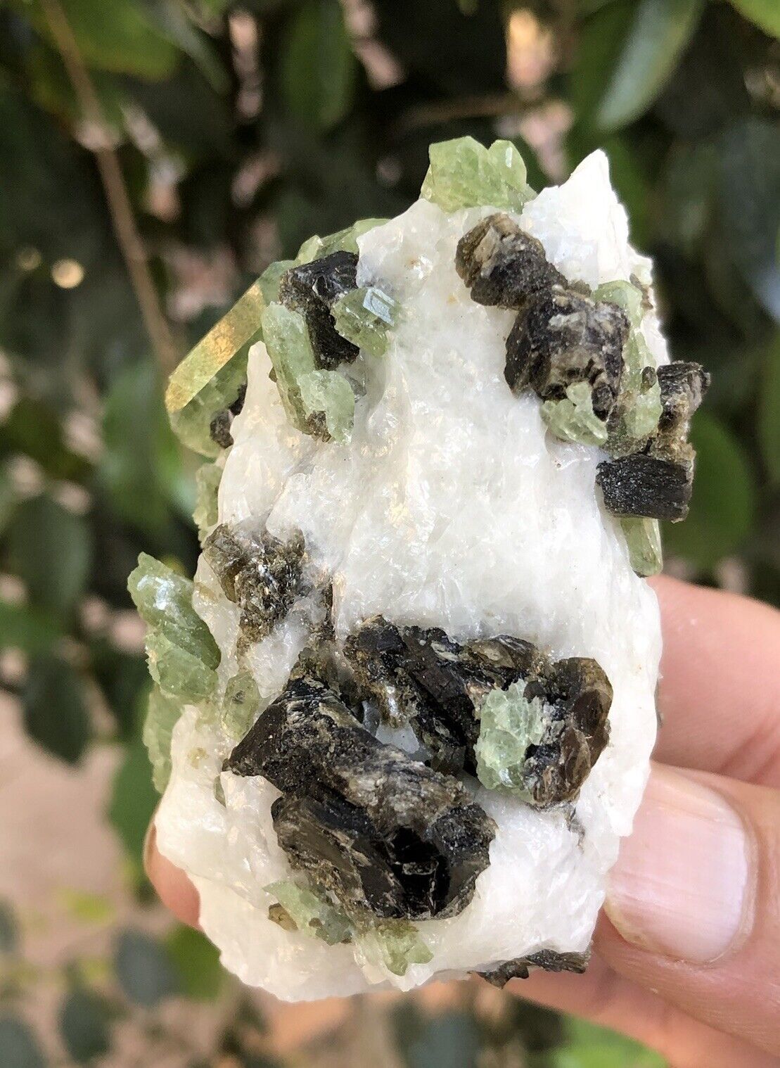 Natural rare green diopside crystals on white calcite with brown phlogopite