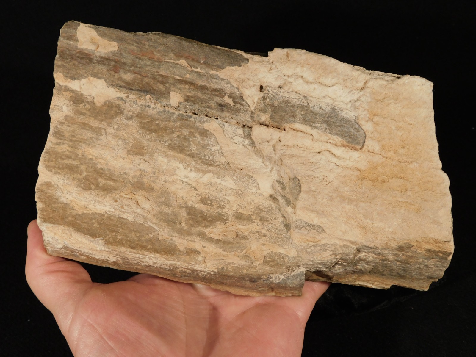 Nice BARK! Big Petrified Wood Fossil From Jurassic Utah 2575gr