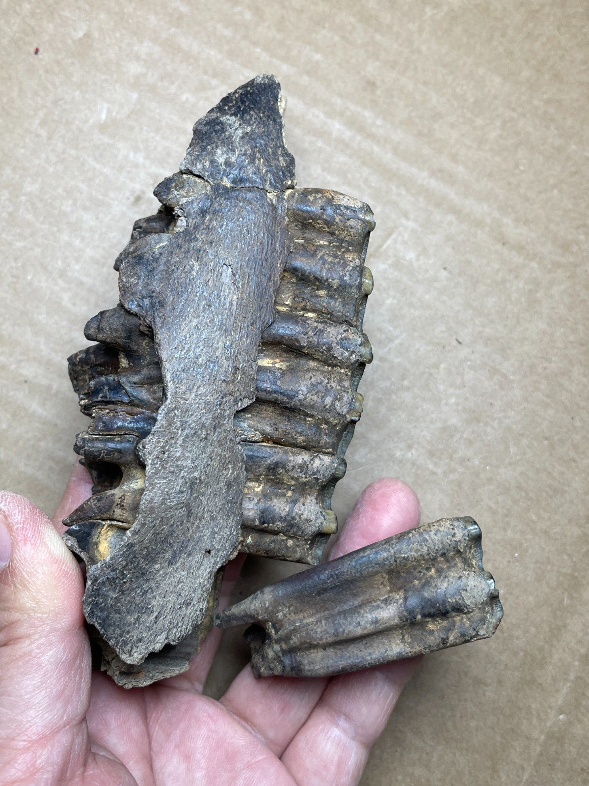 300g Beautiful Ice Age tooth collection