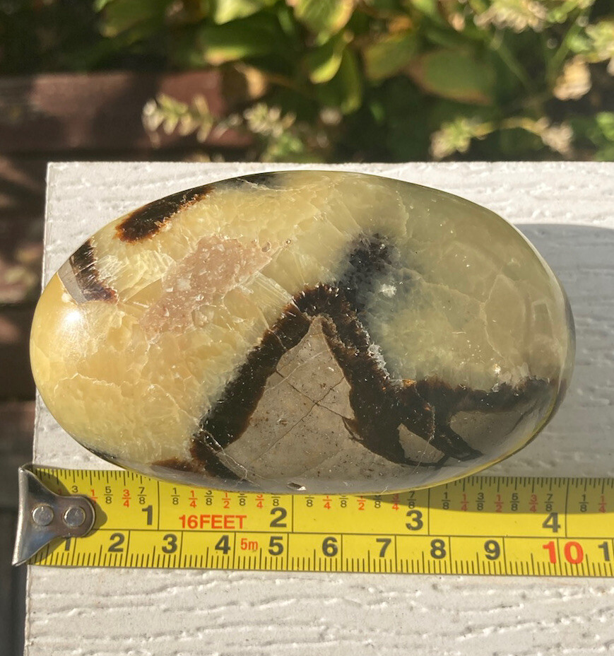293g Polished SEPTARIAN Palm Stone Healing Crystal Mahajanga Madagascar 3.7″