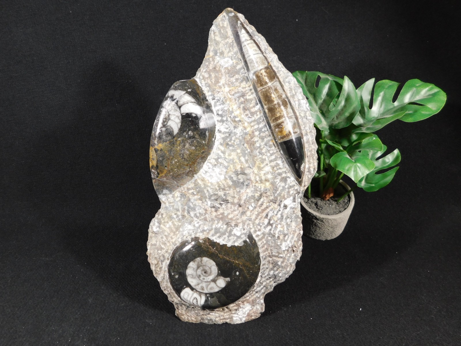 TWO! Polished Goniatite Fossils and an Orthoceras Fossil in Big Matrix 1661gr