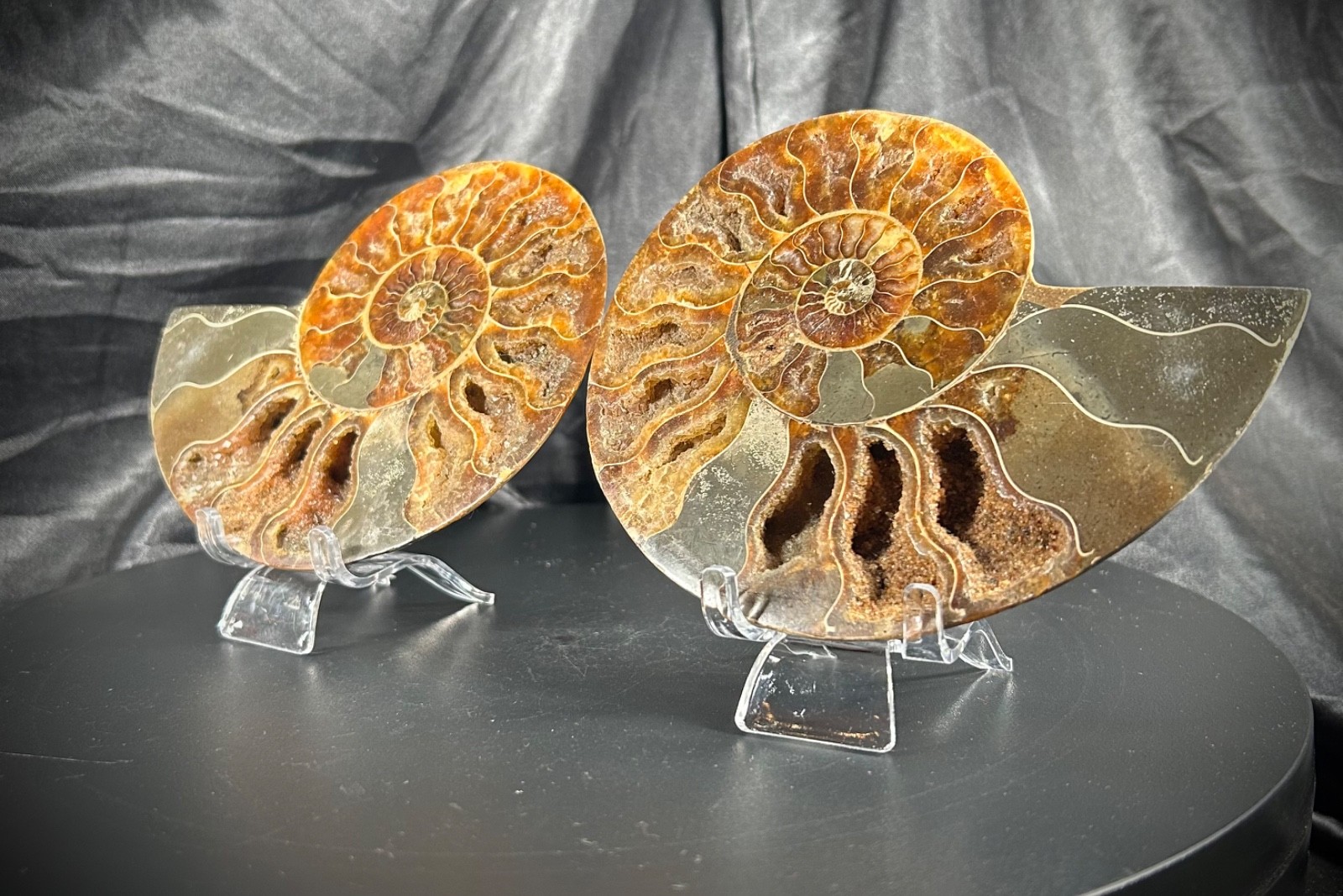 5.44″ Bookend Sliced Ammonite With Acrylic Stands 1lb 1.3 oz (190 grams)