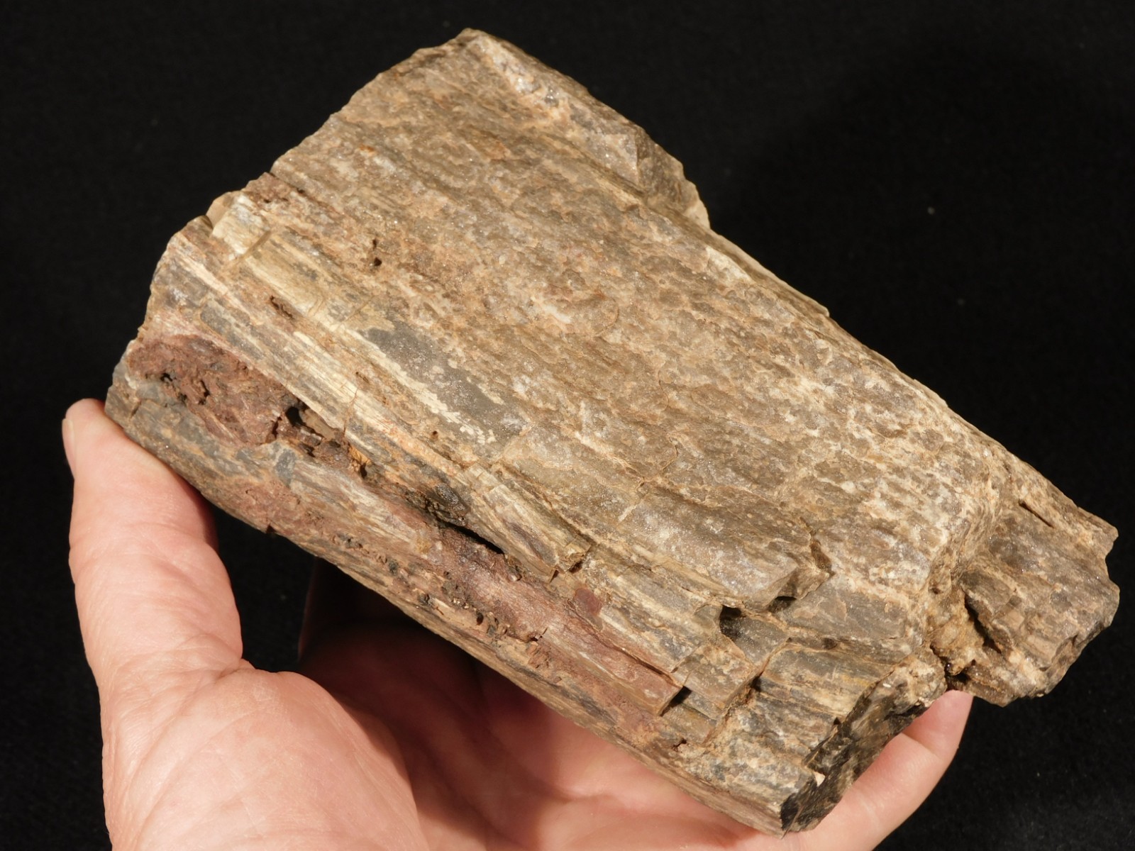 Well Defined BARK! Big 100% Natural Petrified Wood Fossil Jurassic Utah 1740gr